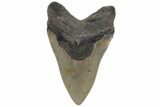 Fossil Megalodon Tooth - North Carolina #219358-1